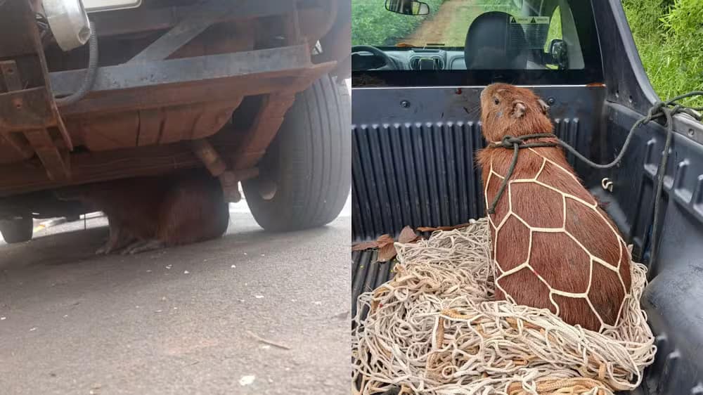 Capivara é resgatada com segurança após ficar presa debaixo de carro em Cesário - Cidade em Cesário Lange