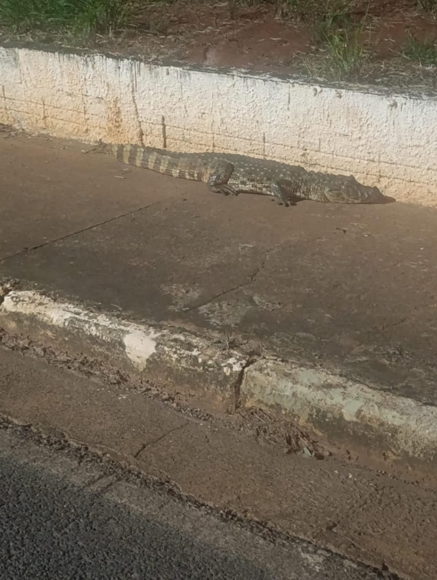 Jacaré-de-papo-amarelo é resgatado em avenida de Cesário Lange após se assustar - Cidade em Cesário Lange