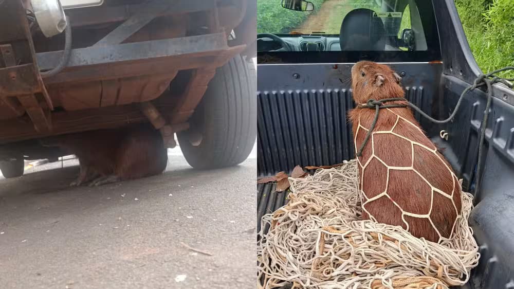 Capivara é resgatada com segurança após ficar presa debaixo de carro em Cesário Lange