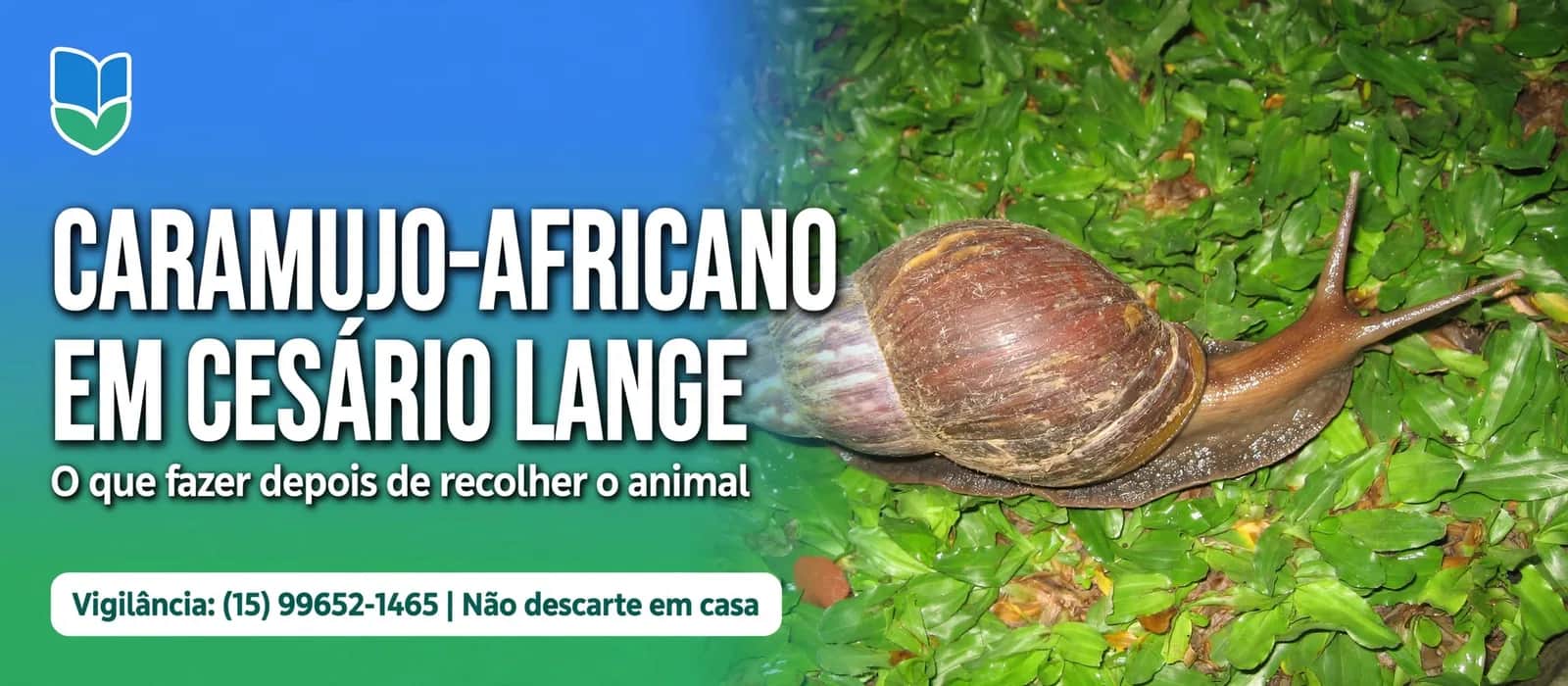Caramujo-africano em Cesário Lange: o que fazer depois de recolher o animal - Cidade em Cesário Lange